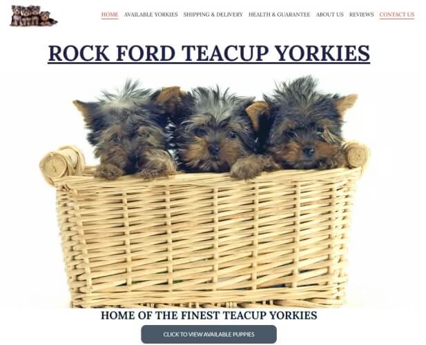 Puppy Scams - Rock Ford Teacup Yorkies Review - Screenshot of rockfordteacupyorkies.com